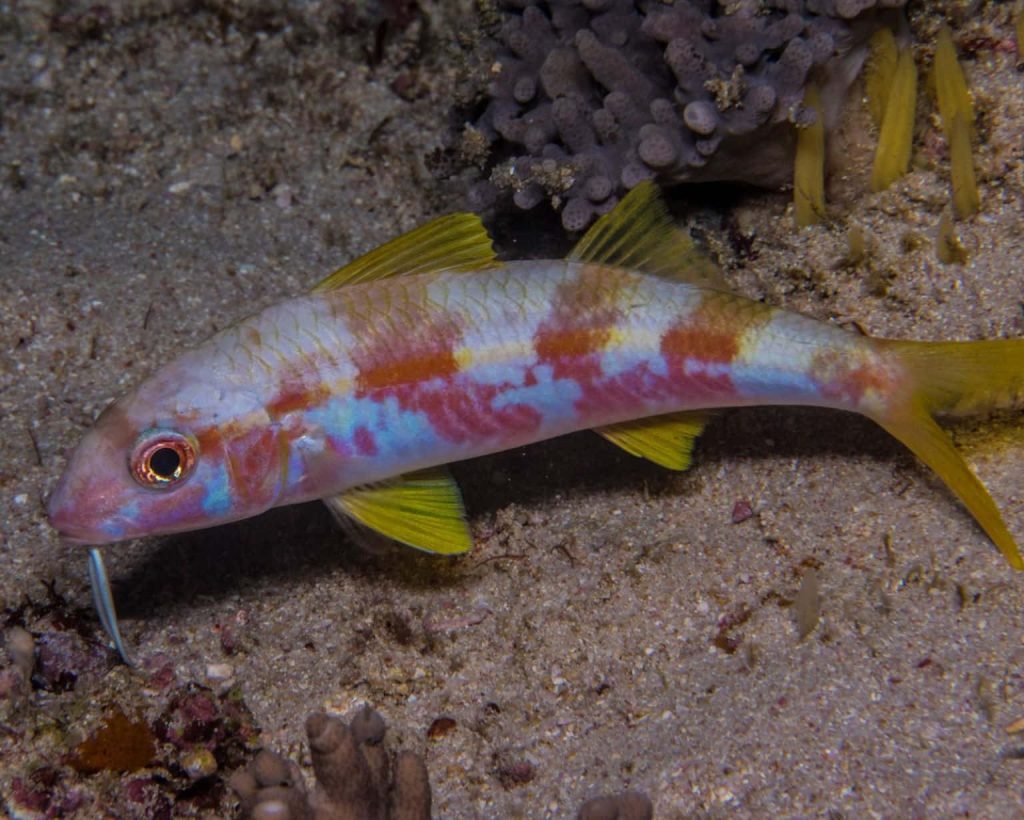 Colorful goatfish with red blue patterns and yellow fins resting on sandy seabed wallpaper