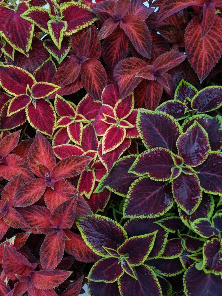 Vibrant Colorful Leaf Wallpaper: Red, Green, Purple Patterns