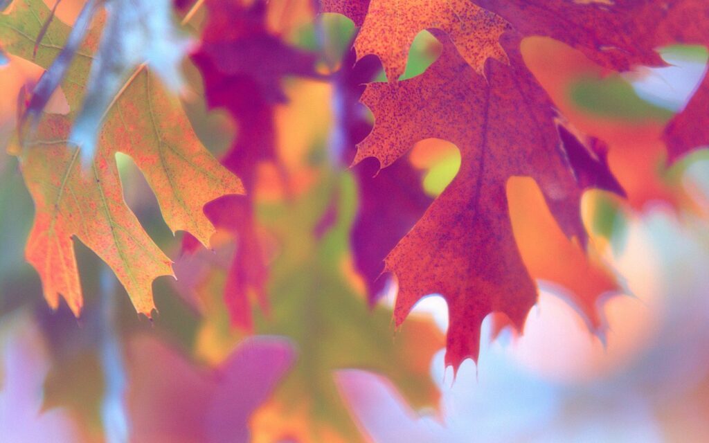 Vibrant Leaves Wallpaper: Colorful Nature Background in Red & Orange