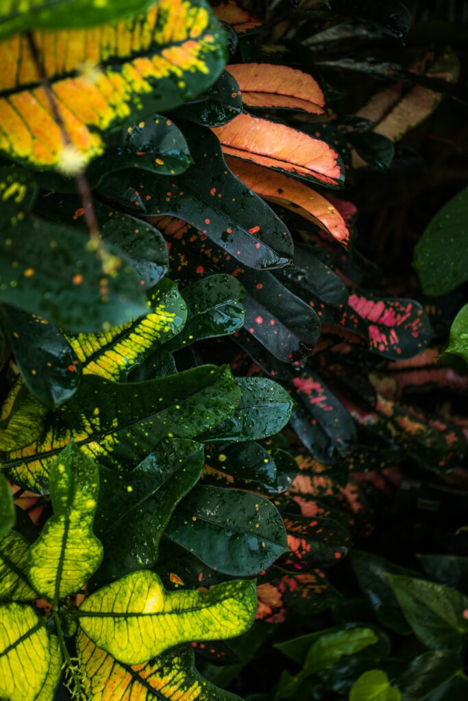 Vibrant Wallpaper: Colorful Leaves with Water Drops - Fresh Nature Background