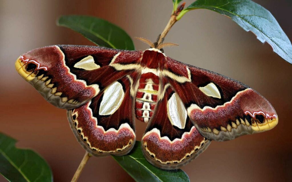 Colorful Moth on Green Leaf: Vibrant Wallpaper Background