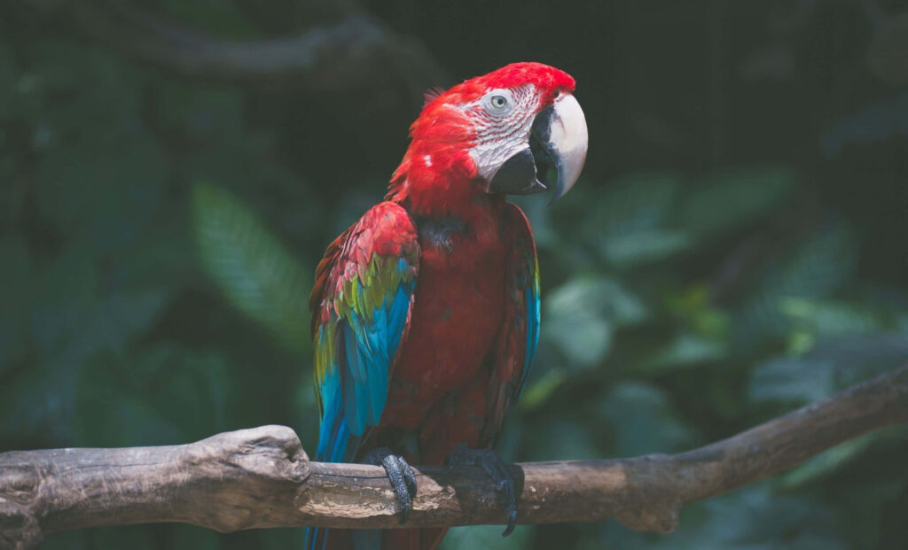 Vibrant Parrot Wallpaper: Colorful Feathers in Lush Forest Setting