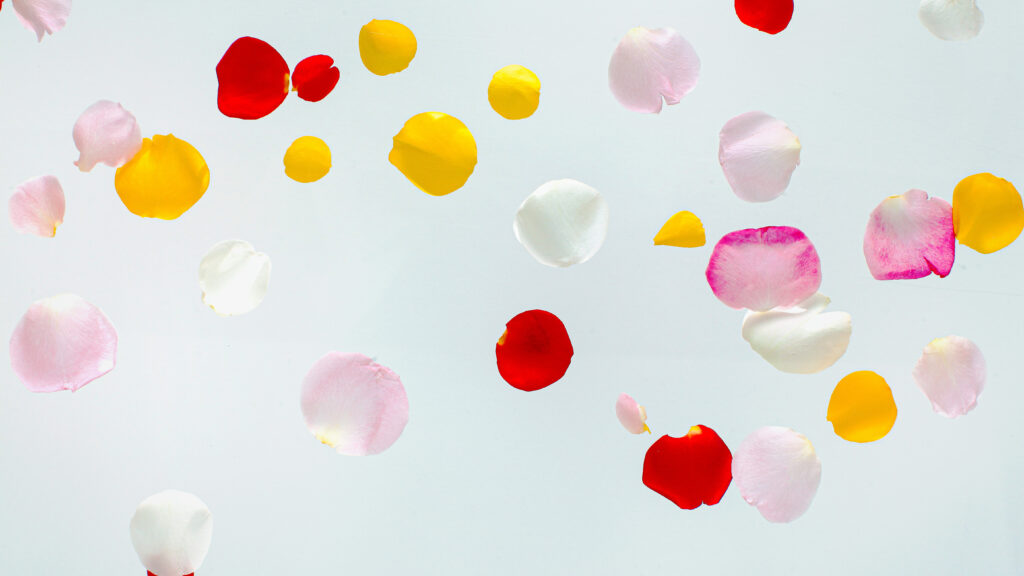 Macro View of Colorful Petals Wallpaper on a Bright Background
