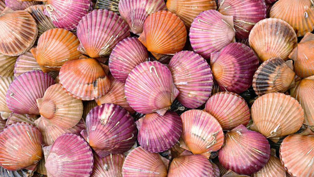Vibrant wallpaper with colorful pink orange purple scallop and cockle shells marine background