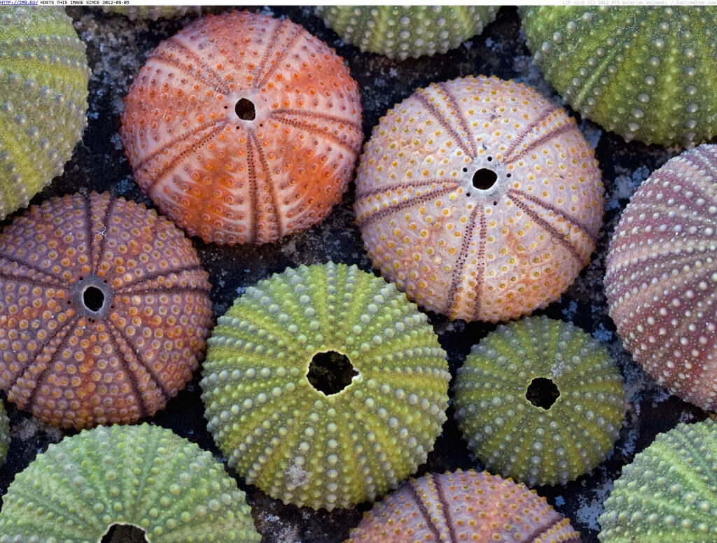Colorful sea urchin shells with vibrant green purple and orange radial patterns underwater wallpaper