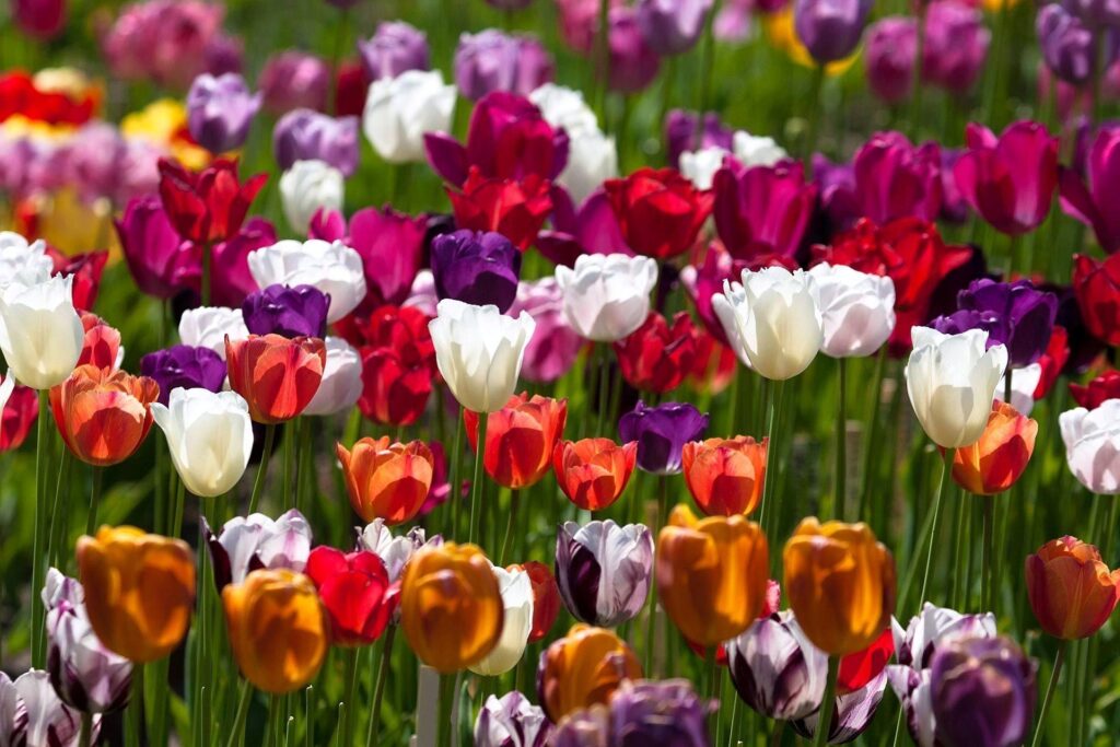 Vibrant 1920x1280 Colorful Tulips Wallpaper for Bright Background