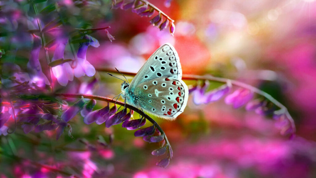 Vibrant Wallpaper: Common Blue Butterfly on Colorful Flower