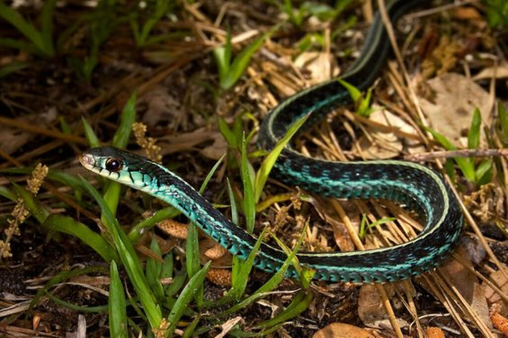 Vibrant Common Garter Snake Wallpaper - Nature's Dynamic Background