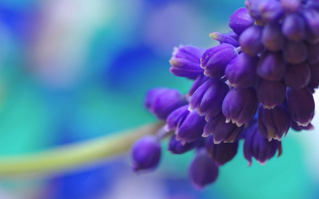 Macro close-up of vibrant purple Common Grape Hyacinths with soft blue teal bokeh background Wallpaper