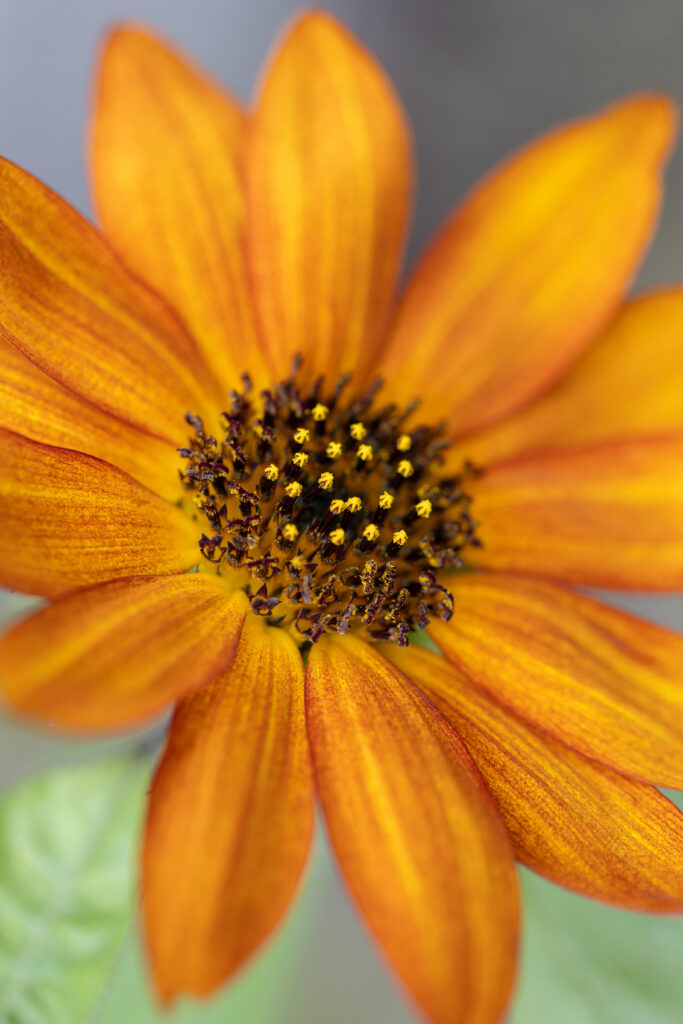 Vibrant Common Sunflower with Orange Petals | Wallpaper Background