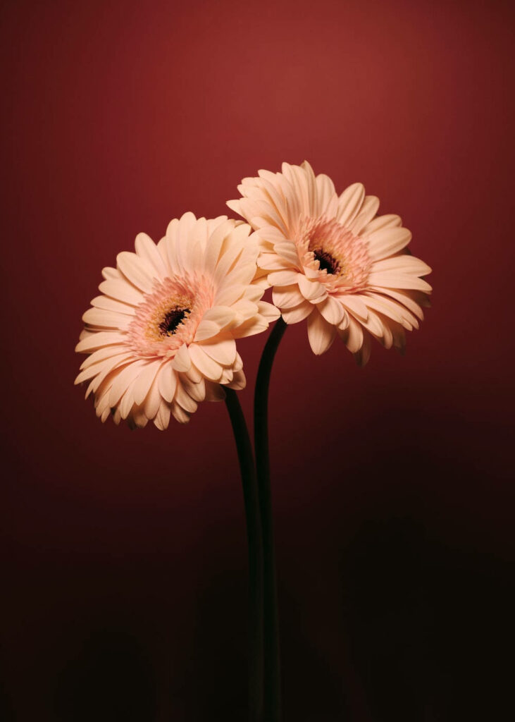 Vibrant Barberton Daisies Stealing the Show in Stunning Smartphone Background Wallpaper
