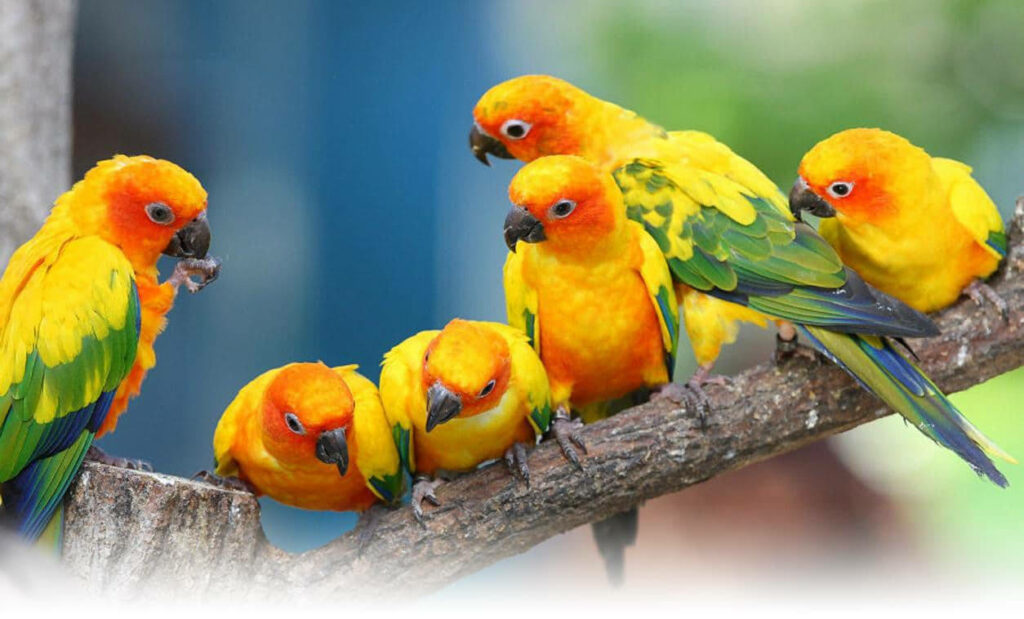 Vibrant Conure Parrots Wallpaper: Tropical Colorful Background