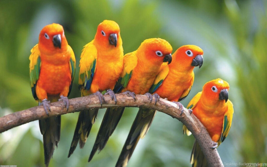 Colorful Conure Parrots on Branch in Lush Green Background Wallpaper