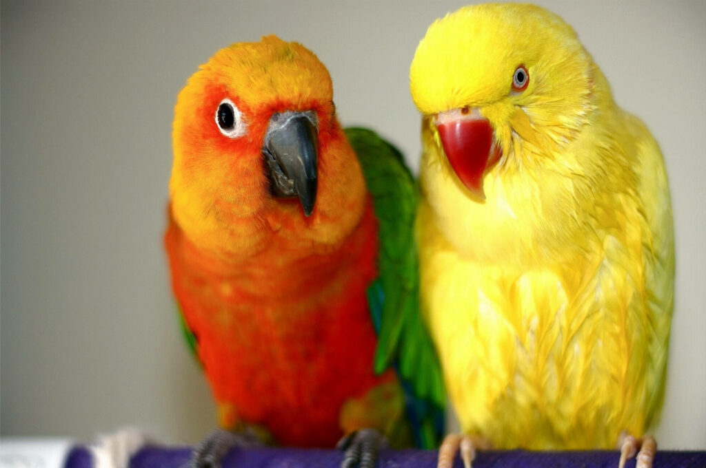 Vibrant Conure & Ringneck Parrot Wallpaper in Bold Colors