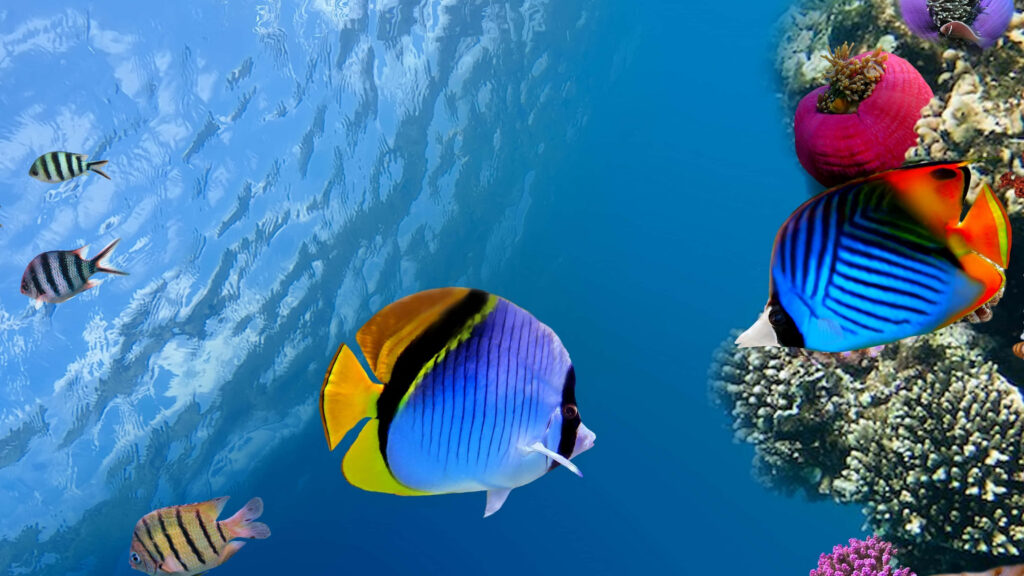 Vibrant Coral Reef 4K Wallpaper: Colorful Tropical Fish & Blue Waters