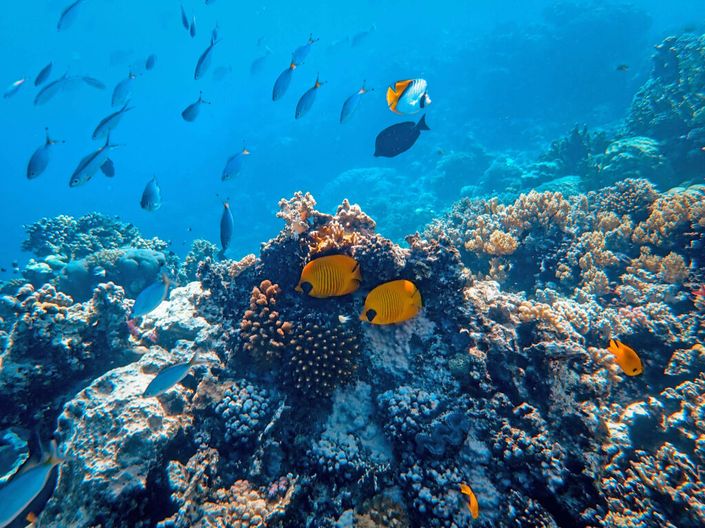 Vibrant Coral Reef Wallpaper: Colorful Marine Life in Clear Waters
