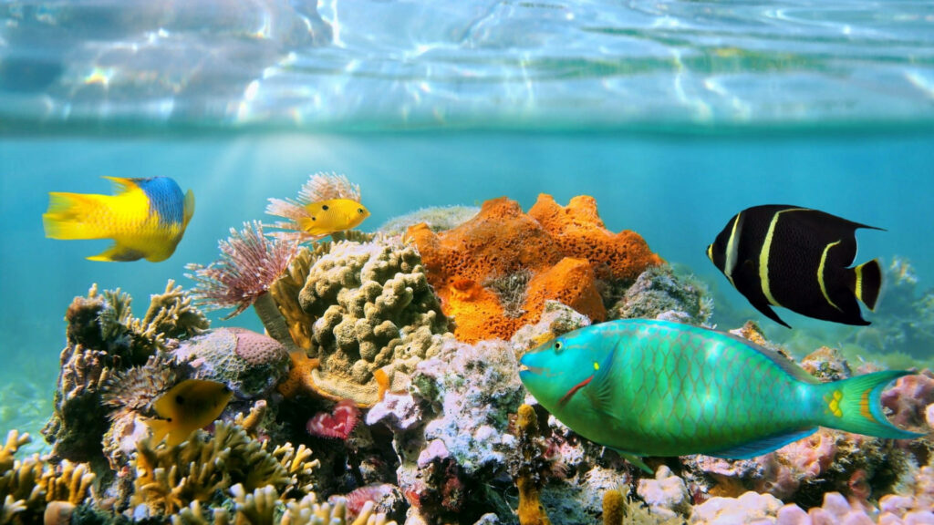 Vibrant Coral Reef Fish Wallpaper: Colorful Underwater Paradise