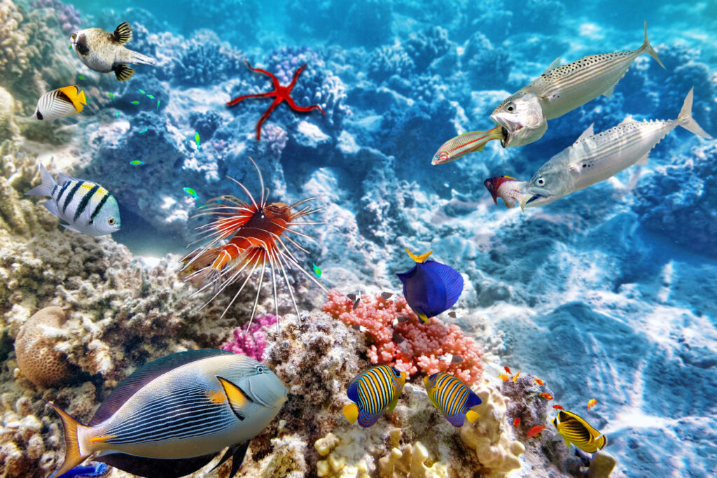 Vibrant Underwater Wallpaper: Colorful Coral Reef Fish Scene