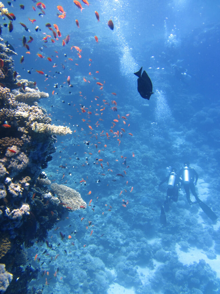 Vibrant Coral Reef Fish & Scuba Divers - Underwater Wallpaper Background