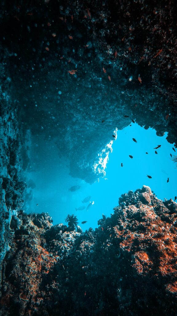 Vibrant coral reef with colorful corals algae small fish in clear blue water underwater wallpaper