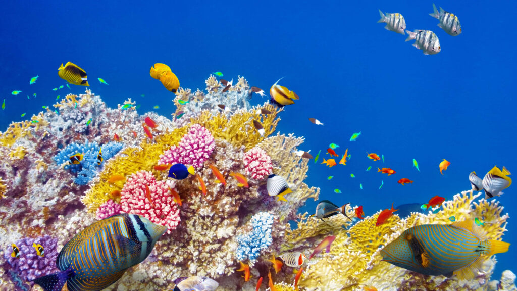 Vibrant Coral Reef Wallpaper: Tropical Fish in 4K Clarity