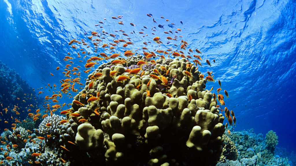 Vibrant Coral Reef Wallpaper: Lively Fish & Crystal-Clear Ocean