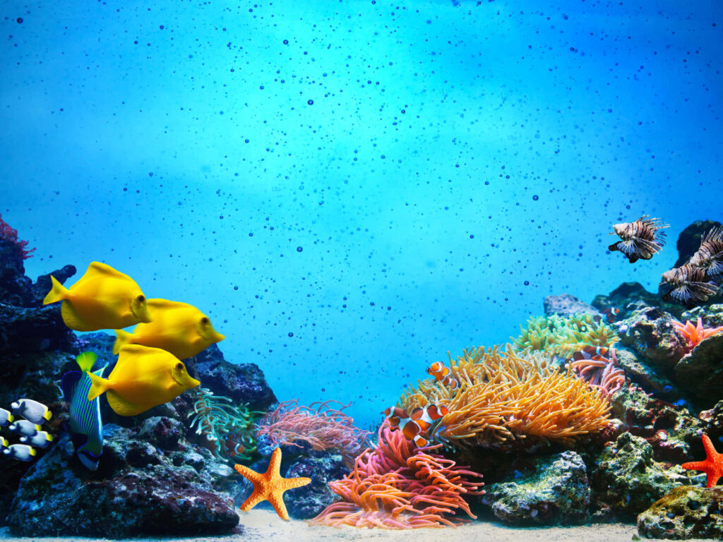 Vibrant Coral Reef Wallpaper: Colorful Fish & Marine Magic