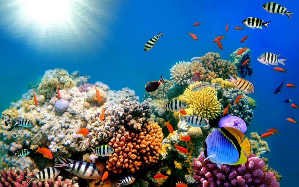 Vibrant Coral Reef Wallpaper: Colorful Fish & Crystal-Clear Water
