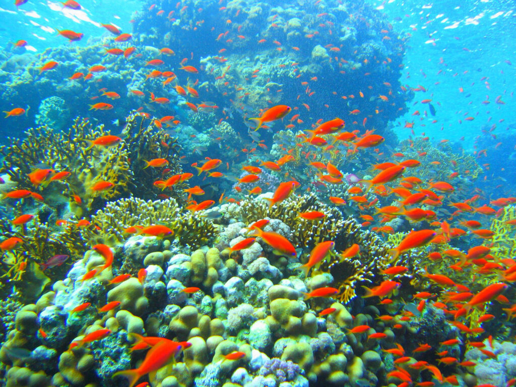 Vibrant Coral Reef Wallpaper: Lush Green Life & Orange Fish