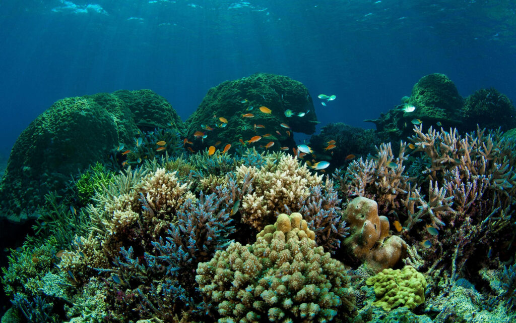 Vibrant Coral Reef Wallpaper: Serene Underwater Beauty & Life