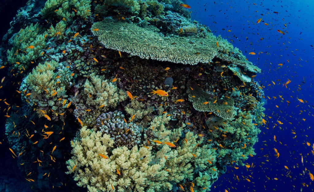 Vibrant Underwater Wallpaper: Coral Reef & Colorful Fish Scene