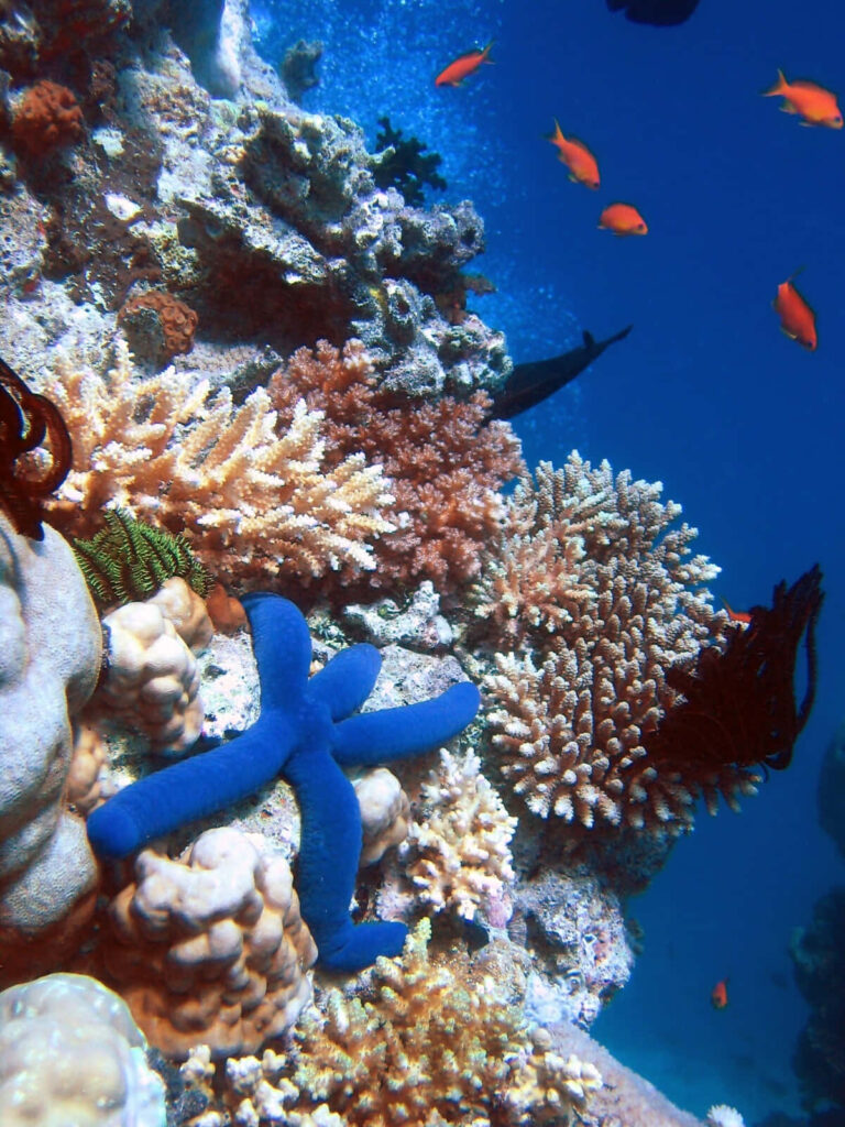 Vibrant Coral Reef Wallpaper with Blue Starfish & Colorful Fish