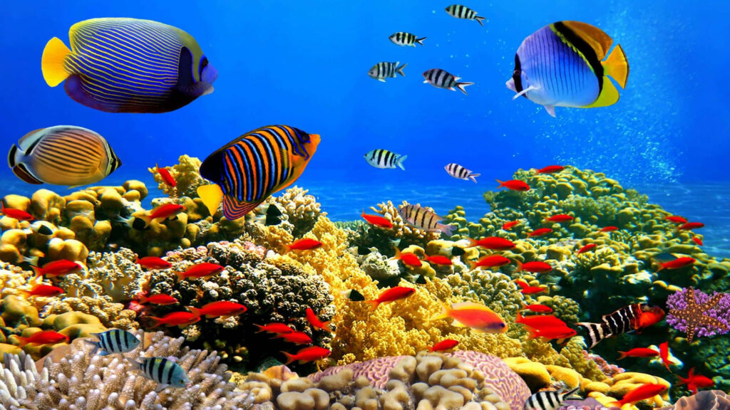 Vibrant Coral Reef Wallpaper: Lively Tropical Fish in Clear Ocean
