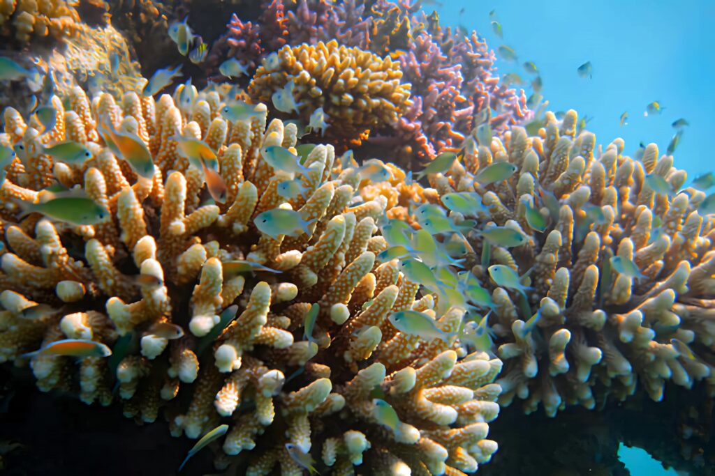 Vibrant coral reef with colorful branching corals and Chromis fish swimming in clear blue water Wallpaper