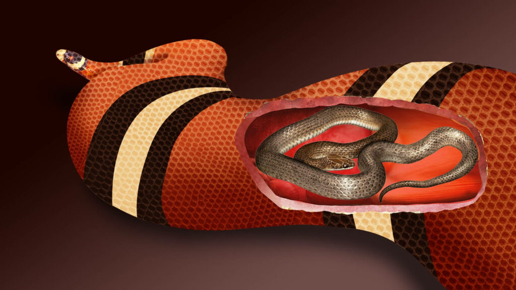 Vibrant Coral Snake Digital Art: Intricate Internal Structure Wallpaper