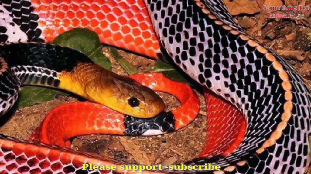 Vibrant Wallpaper: Striking Coral Snake on Natural Background