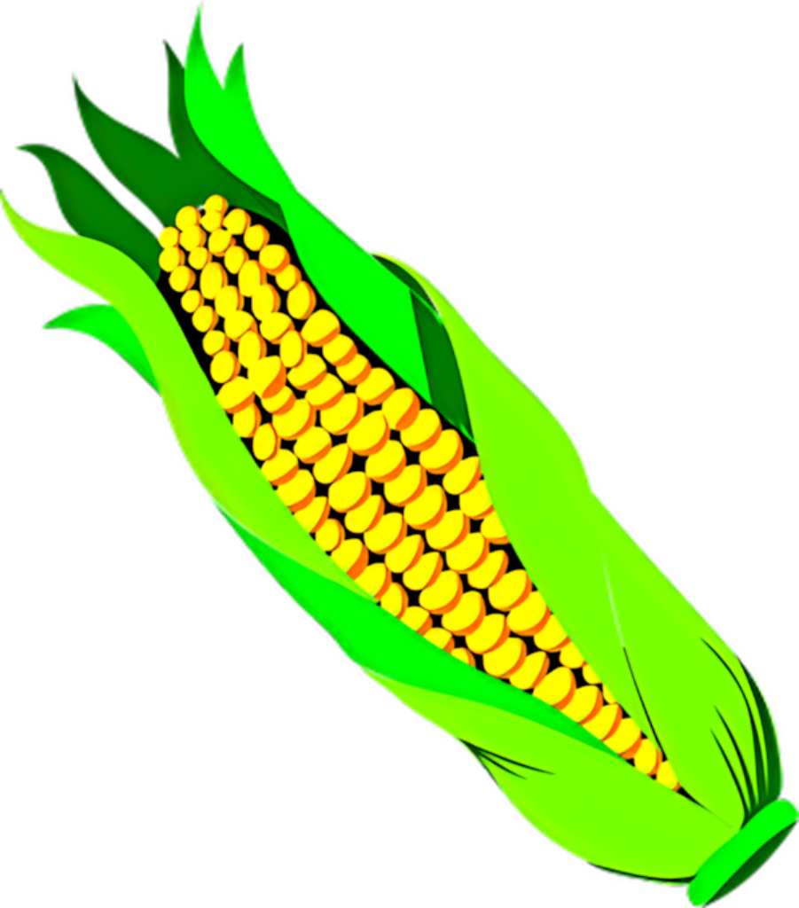 Vibrant Corn Cob Wallpaper with Bright Yellow Kernels & Green Husks