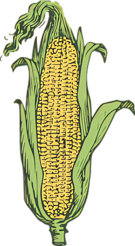 Vibrant Corn Cob Wallpaper: Rustic Green Husk Background Design
