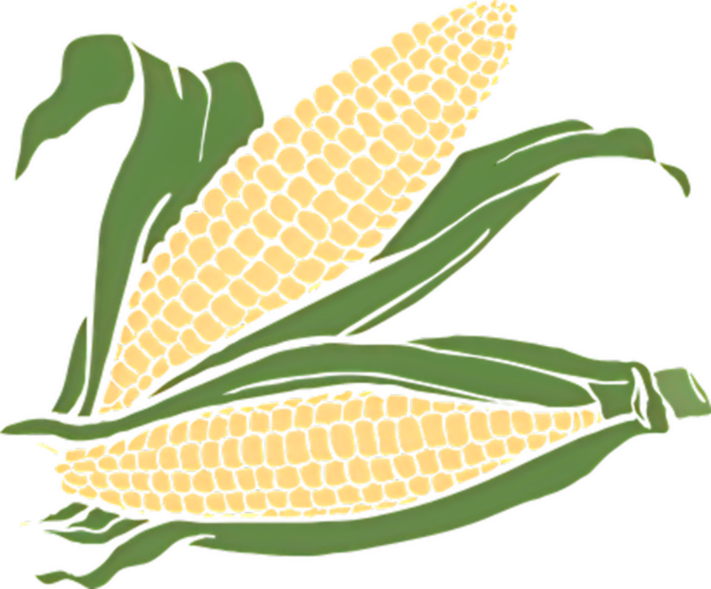 Vibrant Gold Corn Cobs in Green Husks - Nature Wallpaper Design