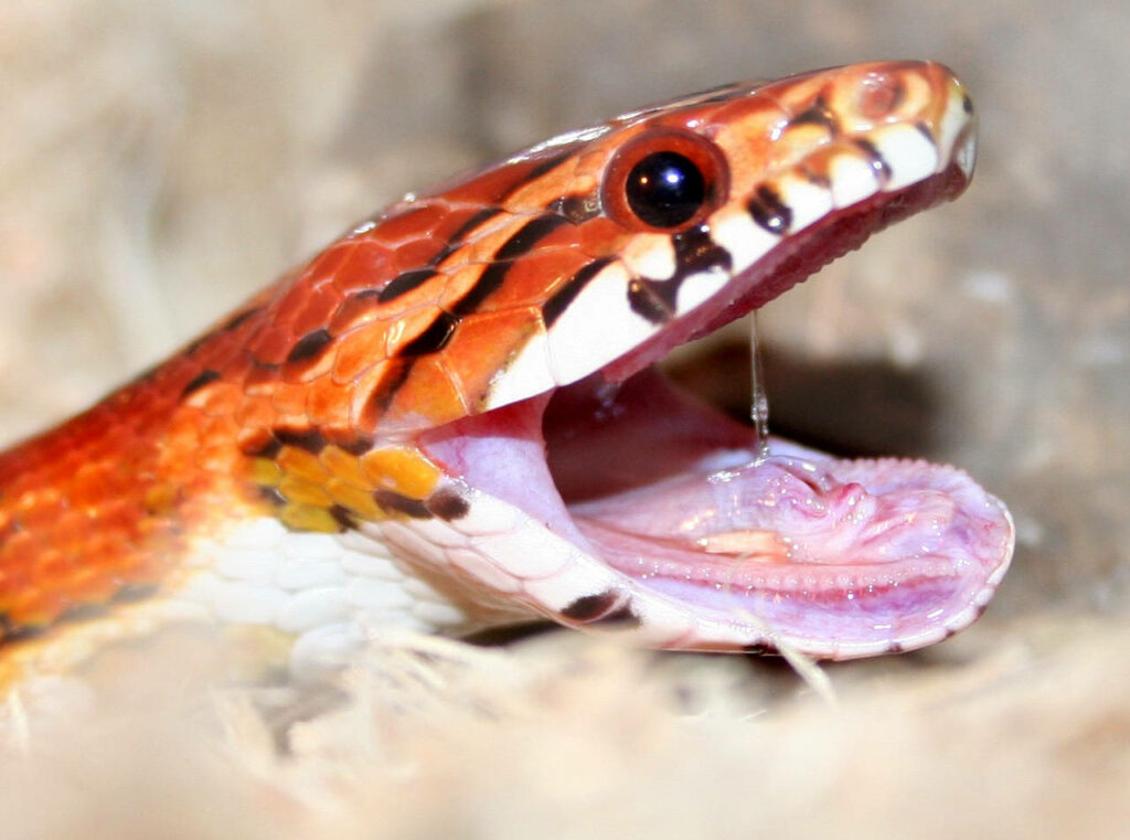 Vibrant Corn Snake Close-Up Wallpaper: Intricate Scale Patterns