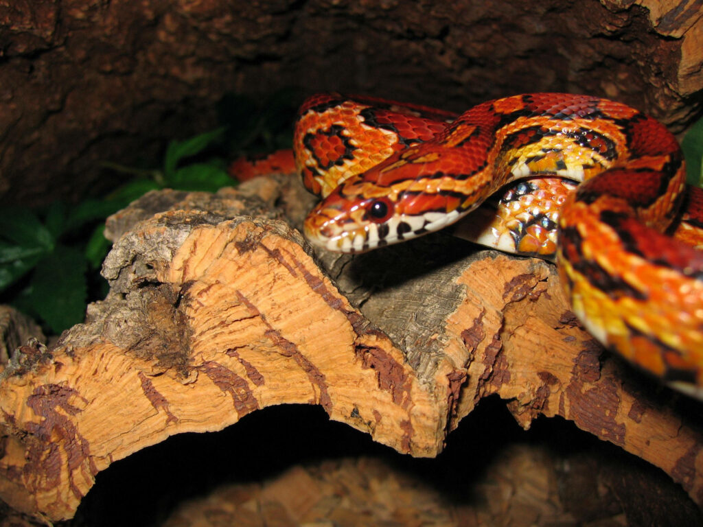 Vibrant Corn Snake Coiled on Rustic Wood - Captivating Nature Background Wallpaper