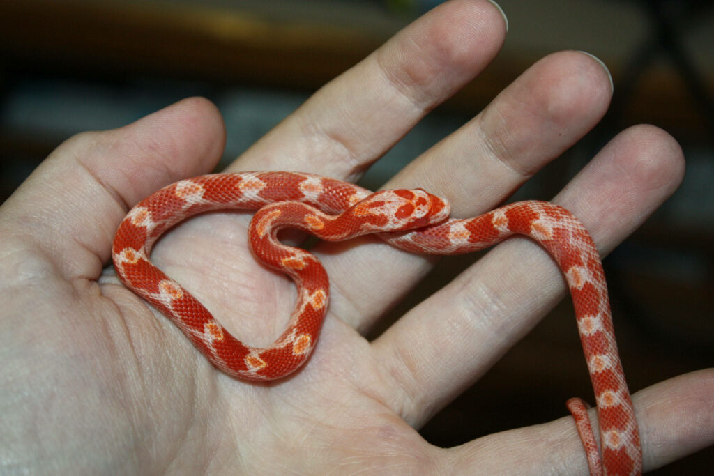 Close-Up of Vibrant Corn Snake in Hand: Red & White Patterns Wallpaper