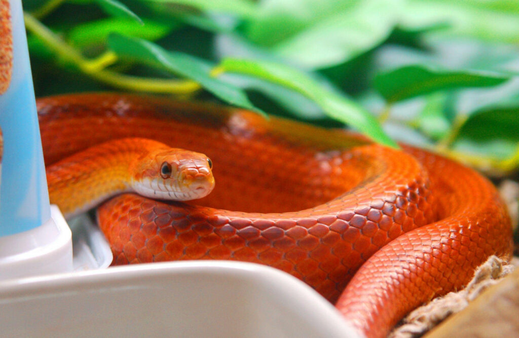 Vibrant Corn Snake Wallpaper in Lush Garden - Bright Orange & Green