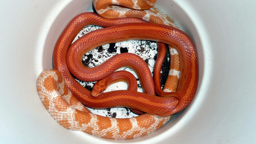 Vibrant Orange and White Corn Snakes Coiled in a Bowl - Captivating Wallpaper