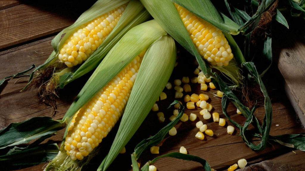 Fresh Corn Cobs Wallpaper: Rustic Green & Yellow Design