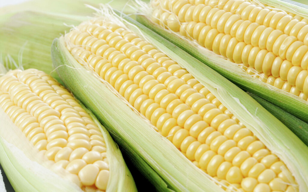 Vibrant Yellow Corn Wallpaper: Fresh Texture & Green Husks Background