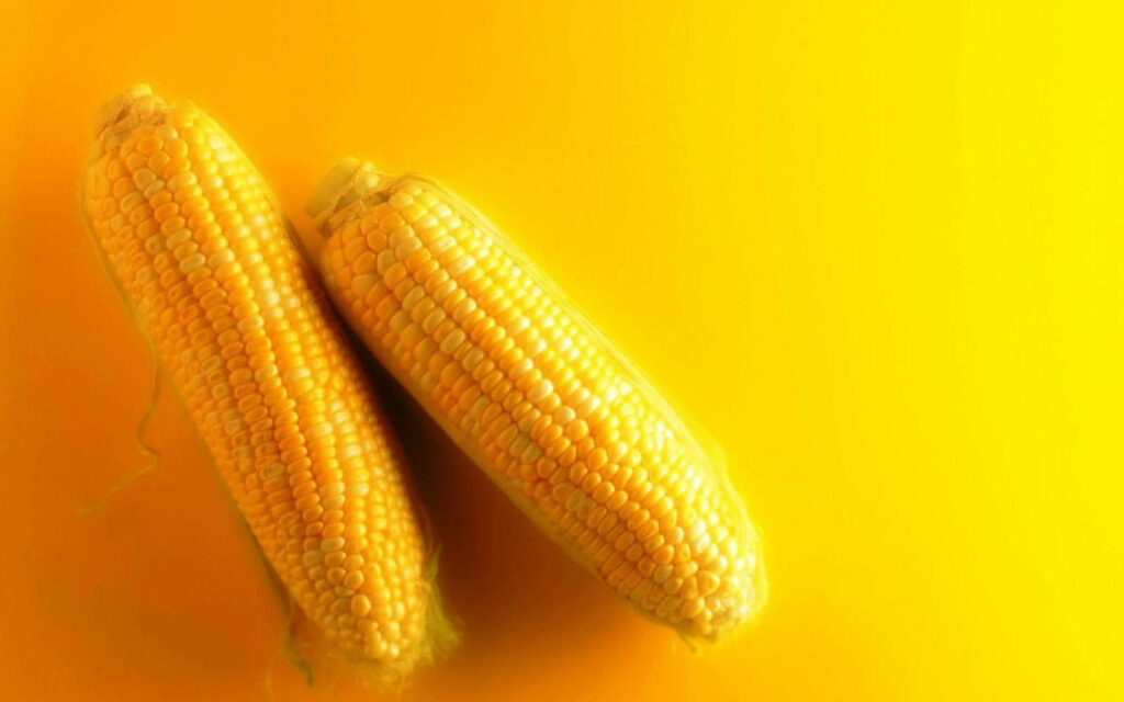 Vibrant Corn Wallpaper: Bright Yellow Background for Sunny Decor