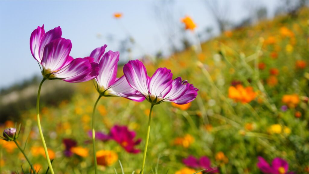 Vibrant Cosmos Flowers in Colorful Meadow - Sunny Day Background Wallpaper