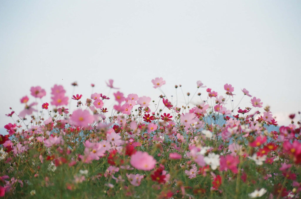 Vibrant Cosmos Field Under Tranquil Blue Sky - Nature's Beauty Wallpaper