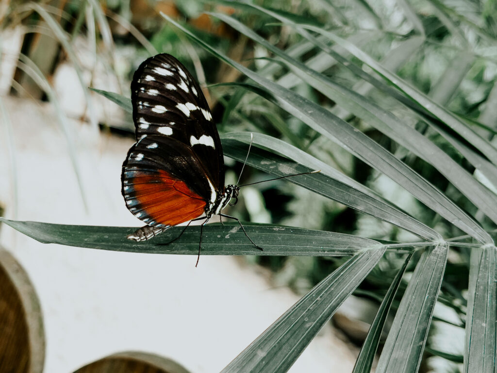 Vibrant Costa Rican Butterfly Wallpaper on Lush Green Leaf